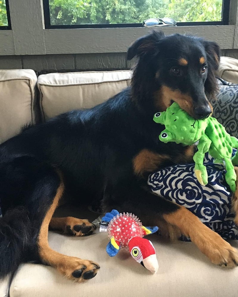 Spunky pup 13â€ Frog Squeaker - Image 3
